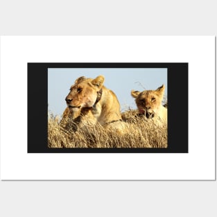 African Lions, Serengeti, Tanzania Posters and Art